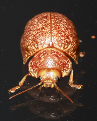 Paropsis variolosa