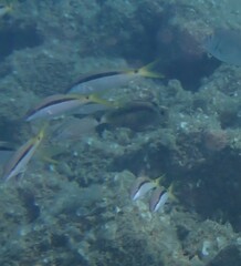 Parupeneus forsskali