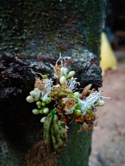 Cynometra cauliflora