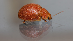 Paropsis variolosa