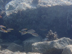 Lethrinus borbonicus