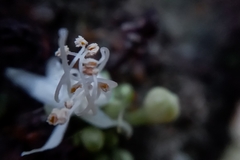 Cynometra cauliflora