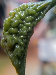 Cynometra cauliflora