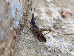 Chorthippus maritimus