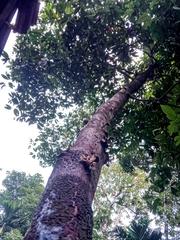 Cynometra cauliflora