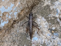 Chorthippus maritimus