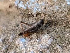 Chorthippus maritimus