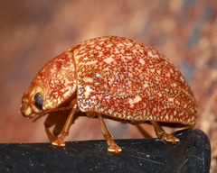 Paropsis variolosa