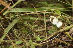 Eurema elathea