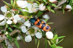 Castiarina crenata
