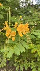 Caesalpinia
