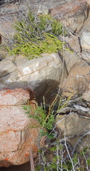 Anginon rugosum