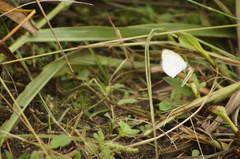 Eurema elathea