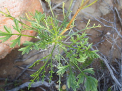 Anginon rugosum