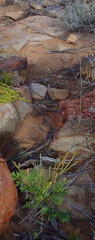 Anginon rugosum