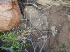 Anginon rugosum