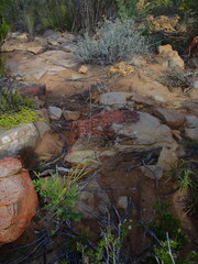 Anginon rugosum