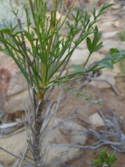 Anginon rugosum