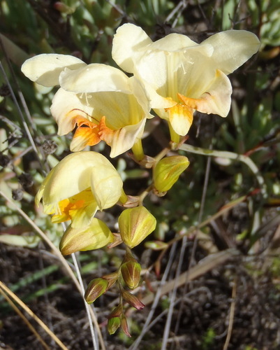 Image of Freesia corymbosa by (c) Nicola van Berkel, some rights reserved (CC BY-SA)