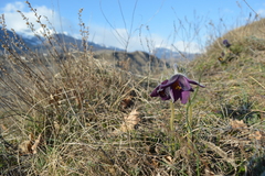Pulsatilla montana