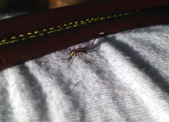 Psorophora longipalpus