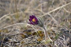 Pulsatilla montana