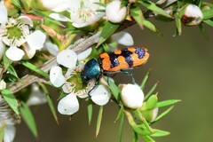 Castiarina crenata