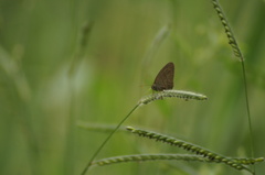 Hermeuptychia hermes