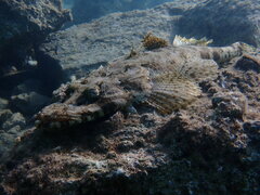 Papilloculiceps longiceps