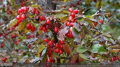 Cornus officinalis