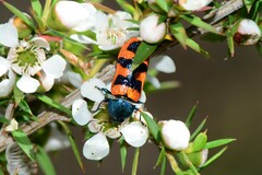 Castiarina crenata