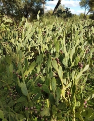 Opuntia stricta