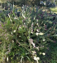 Opuntia stricta