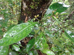 Psychotria semperflorens