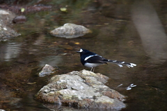 Enicurus leschenaulti