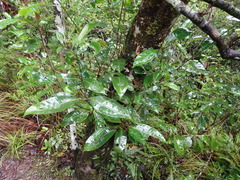 Psychotria semperflorens