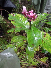 Psychotria semperflorens