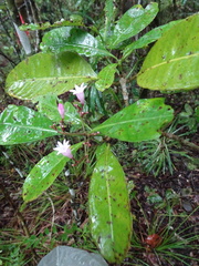 Psychotria semperflorens