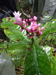 Psychotria semperflorens