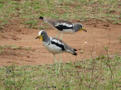 Vanellus albiceps