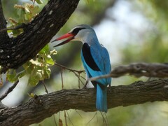 Halcyon senegalensis