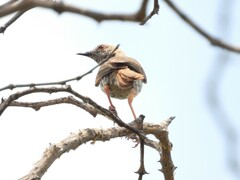 Calamonastes stierlingi