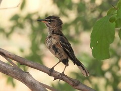 Cercotrichas leucophrys