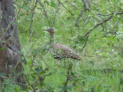 Eupodotis ruficrista