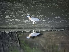 Gorsachius leuconotus