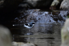 Enicurus schistaceus