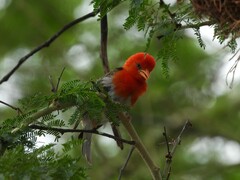 Anaplectes rubriceps