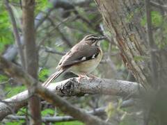 Cercotrichas quadrivirgata