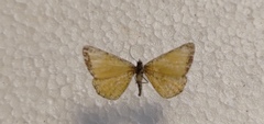 Isturgia limbaria