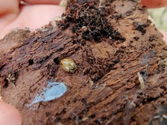 Aphidecta obliterata